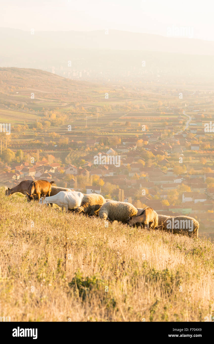 Gruppe von Schafen und Ziegen weiden Rasen oberhalb des Dorfes mit Straße in die Stadt im Hintergrund Stockfoto