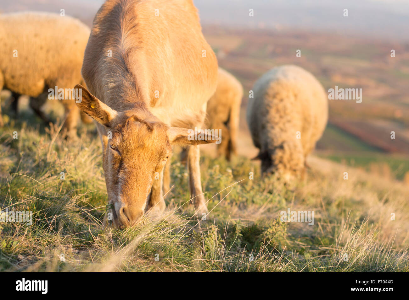Ziegen Weiden im Feld mit anderen im Hintergrund vor der Kamera Stockfoto