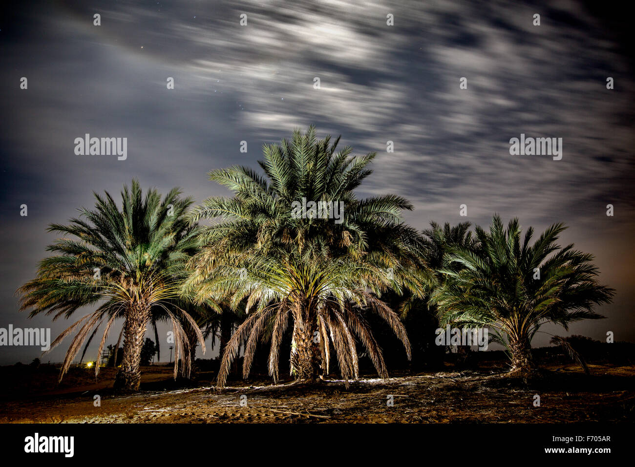 Datum Grove in der Nacht Stockfoto