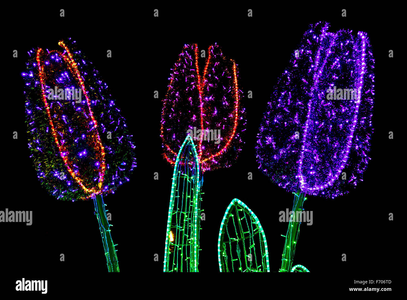 Bau von Blüten ähnlich wie Tulpen von bunten Lampen beleuchtet Stockfoto