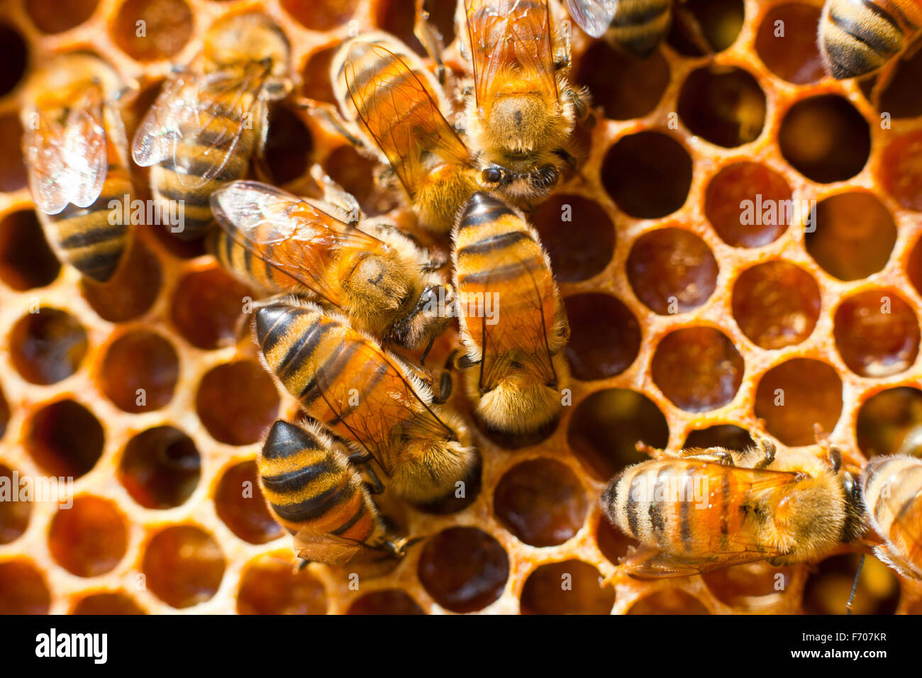 Eine Biene ist ein fleißiger Arbeiter und Bestäuber Stockfoto