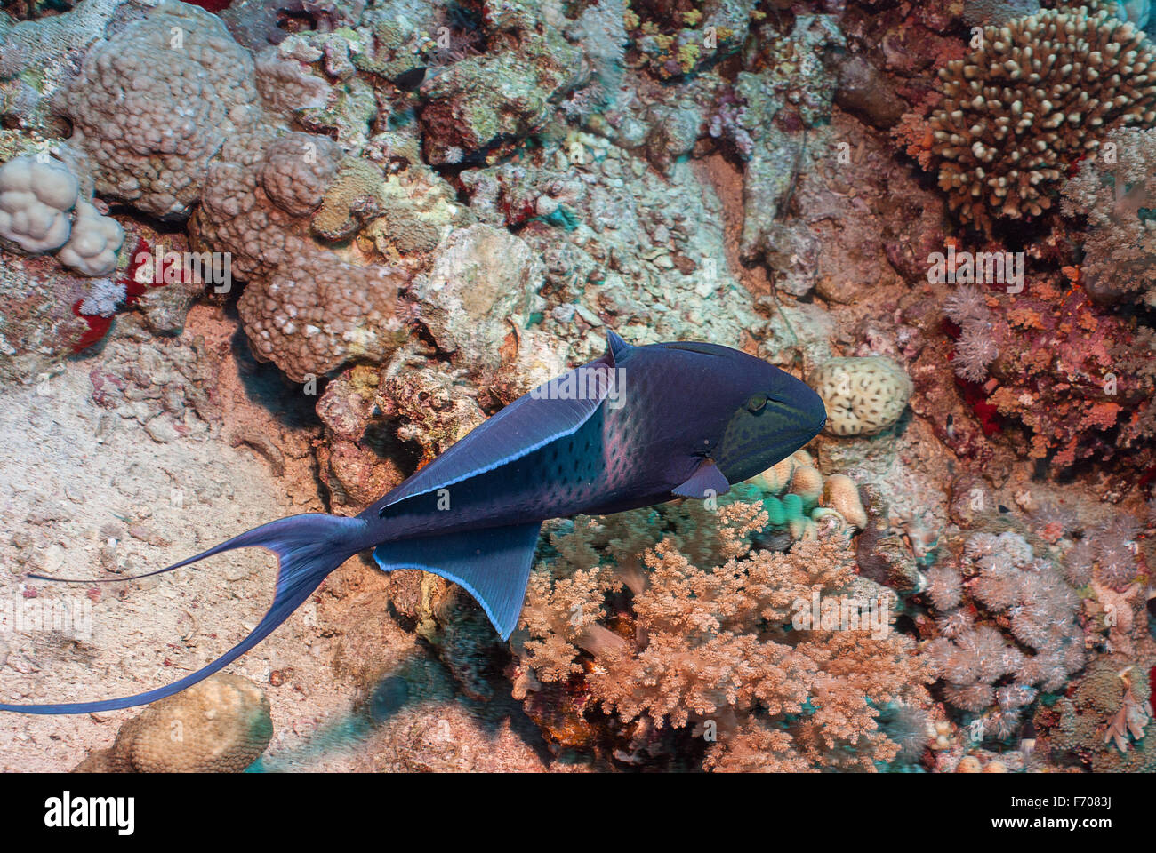 Rotzahn-Drückerfisch, Odonus Niger, Balestidae, Rotes Meer, Sharm el-Sheikh, Ägypten Stockfoto