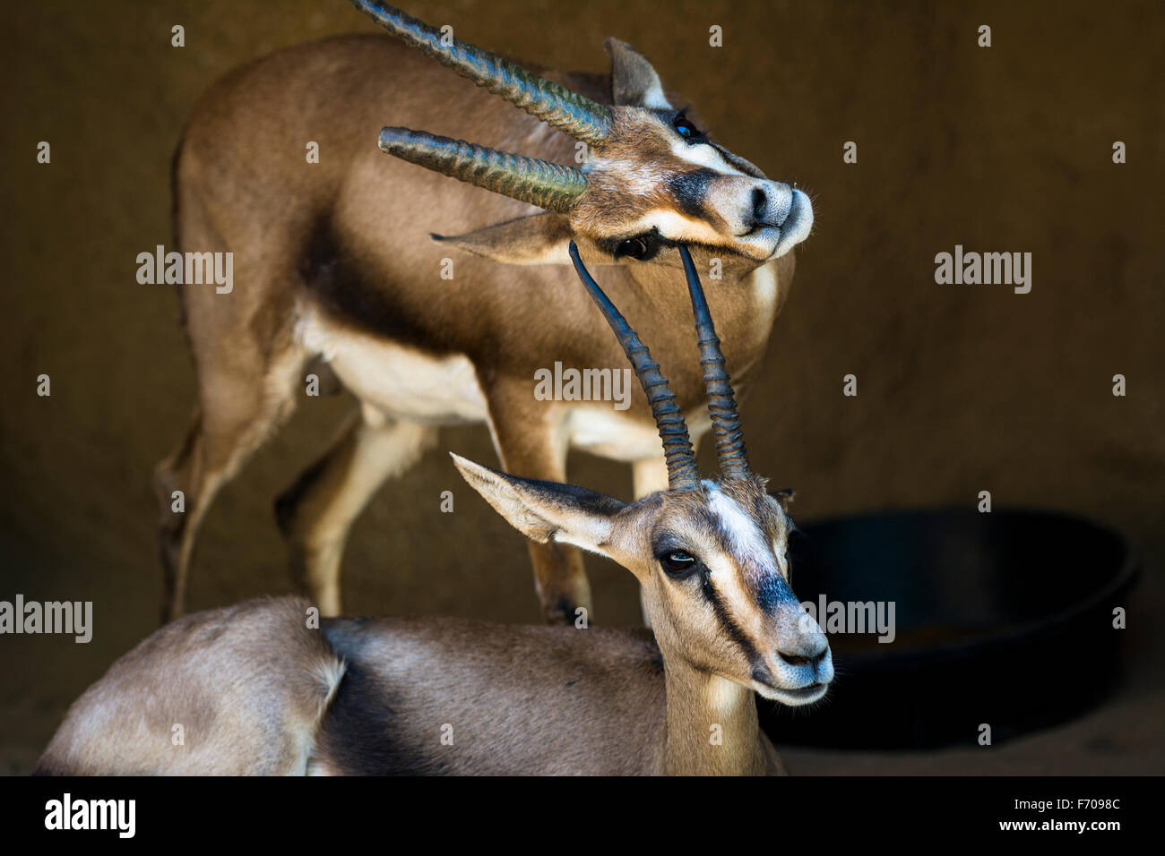Zwei Gazellen ruhen in einem schattigen Bereich, während man sein Kinn auf dem Horn von einem anderen Gazelle kratzt. Stockfoto