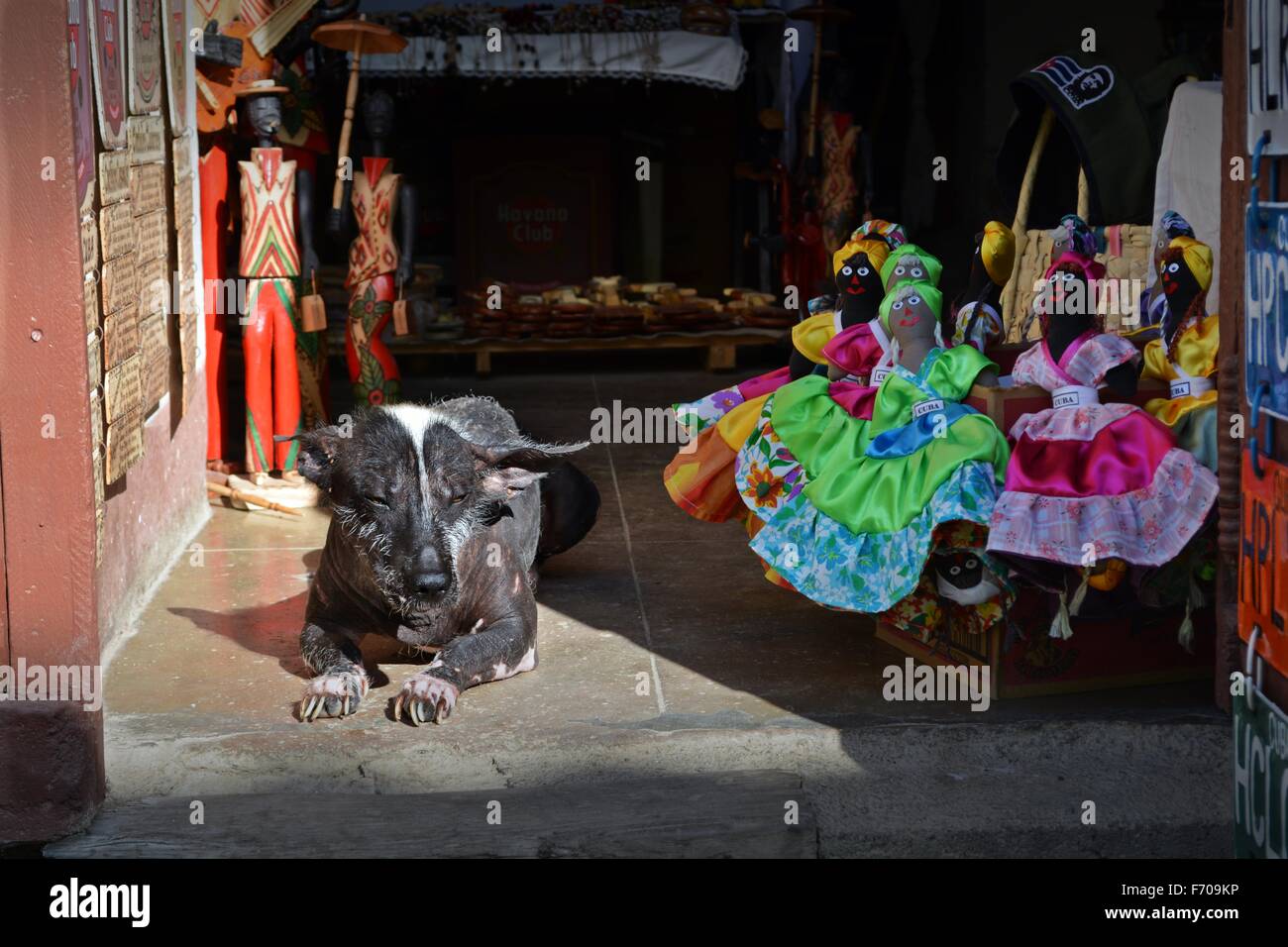 Hund, sonnen sich in der Tür ein Souvenir-Shop in Trinidad Provinz Sancti Spiritus-Kuba Stockfoto