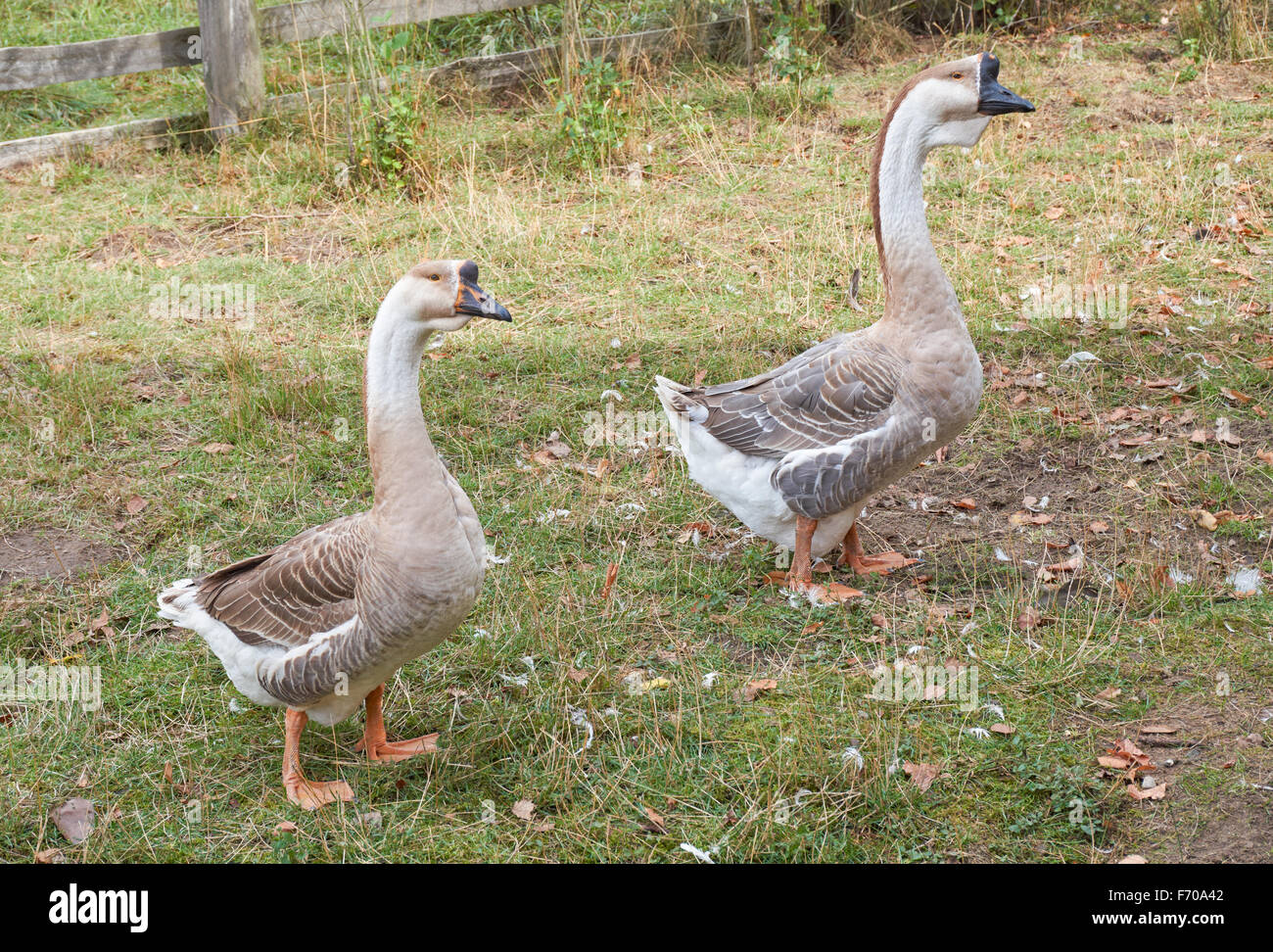 Die Schwan-Gänse (Anser Cygnoides) Stockfoto