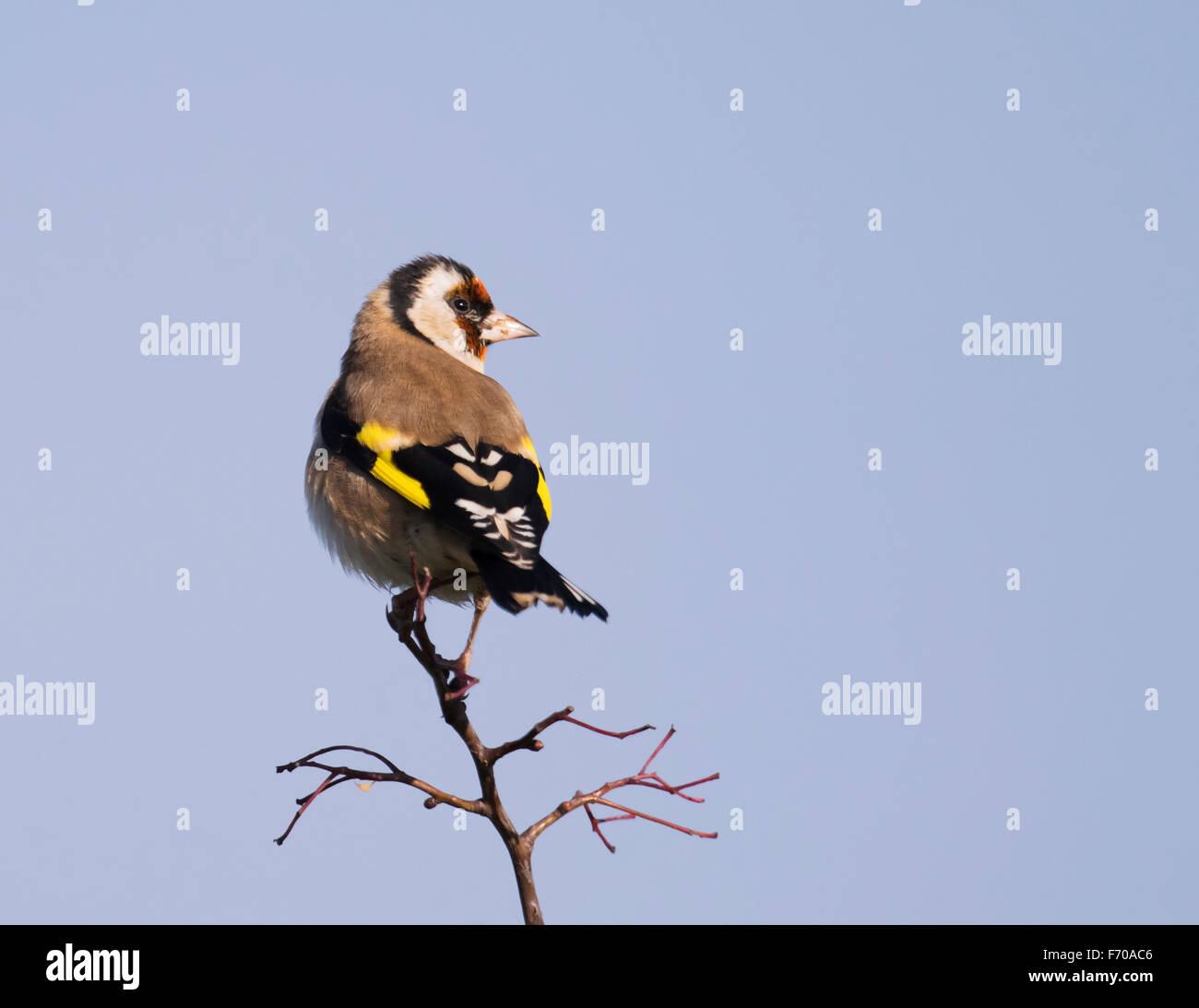 Stieglitz (Zuchtjahr Zuchtjahr) thront auf Zweig Stockfoto