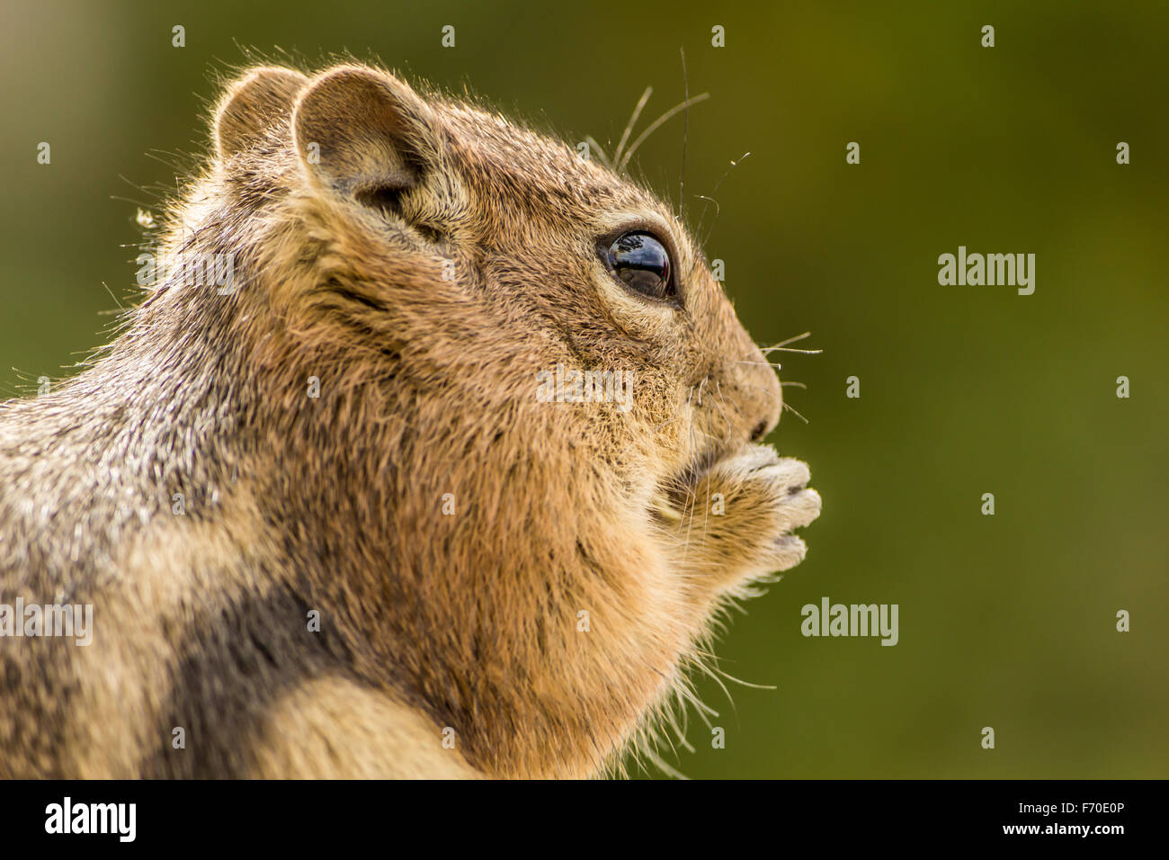 Ein Eichhörnchen Essen eine Nuss - Nahaufnahme Stockfoto