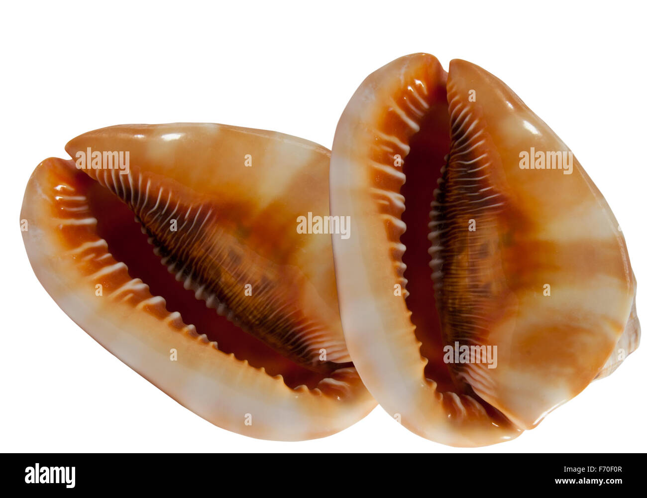 zwei Kauri Muschel auf weißem Hintergrund Stockfoto