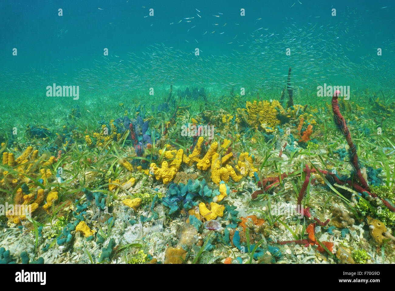 Meeresboden mit bunten Unterwasserwelt Unterwasserwelt und Jungfischen Schulbildung im Hintergrund, Karibik Stockfoto