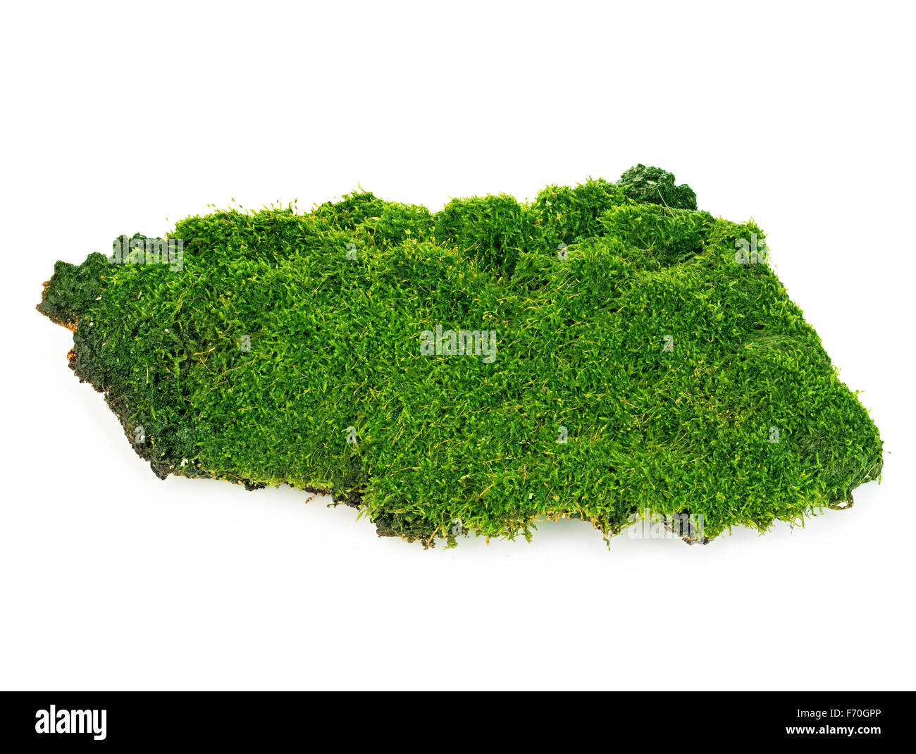 Schönen grünen Moos Nahaufnahme isoliert auf einem weißen Hintergrund. Stockfoto