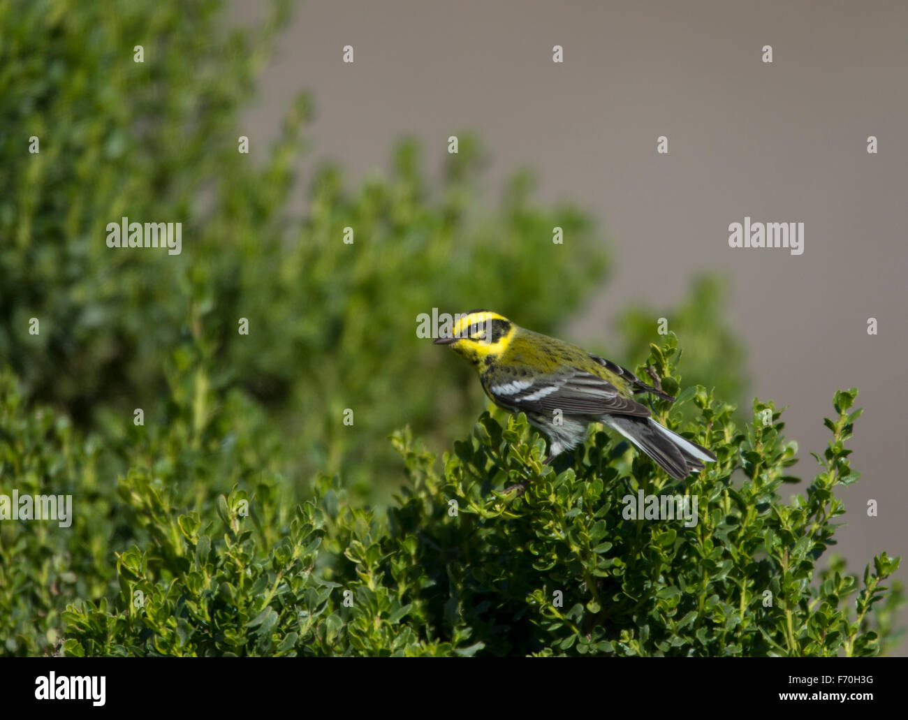 Townsends Warbler Stockfoto