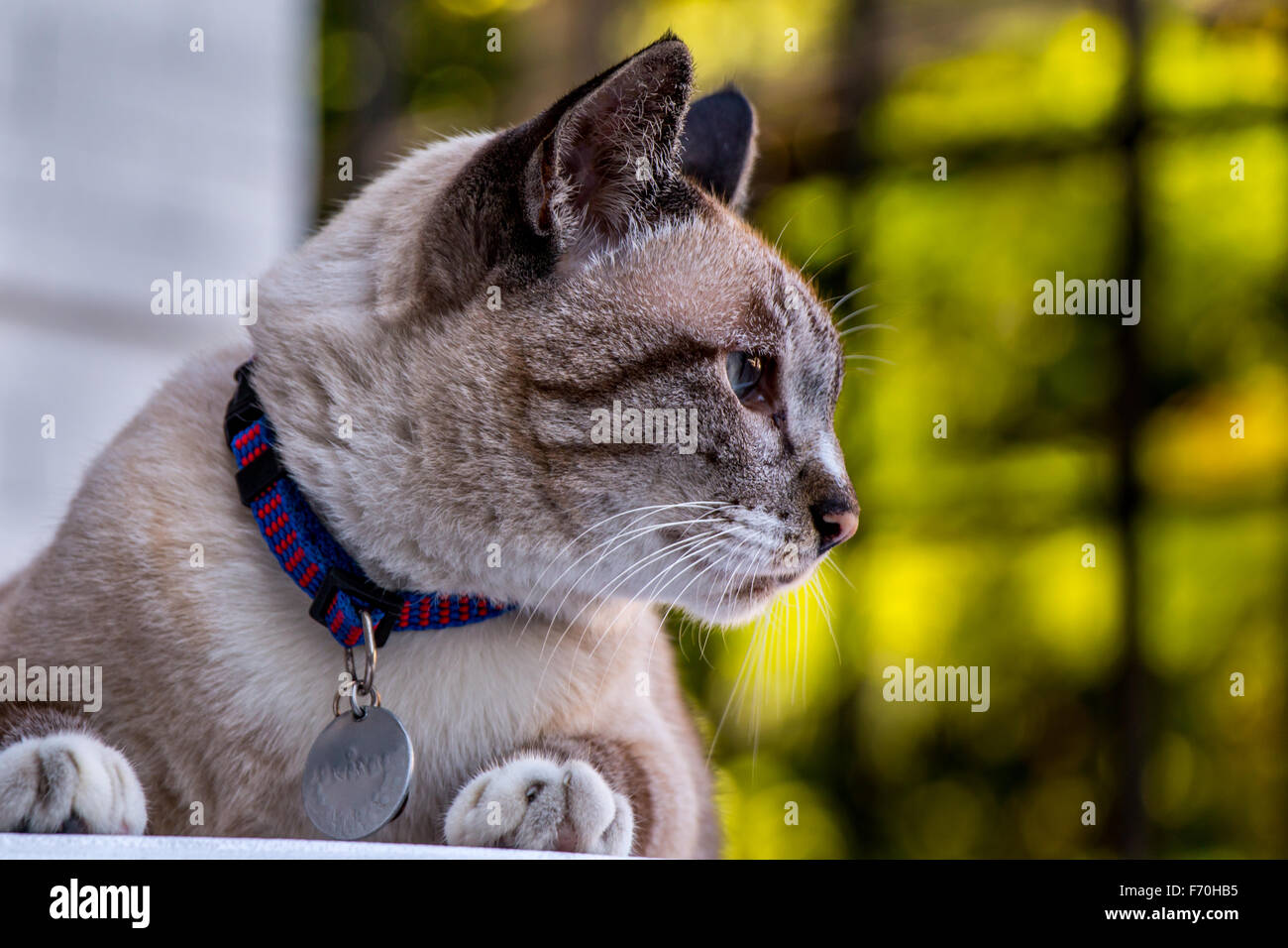 Graue Katze Profil und grünen Hintergrund. Stockfoto