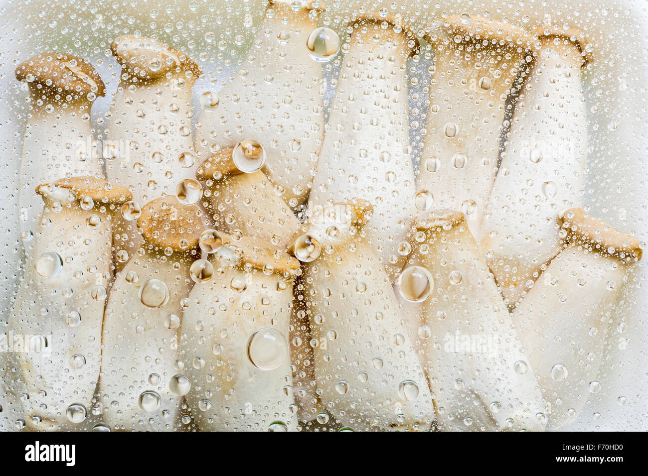 Wasser, Tropfen, Tropfen, Regentropfen von Pilz Hintergrund Stockfoto