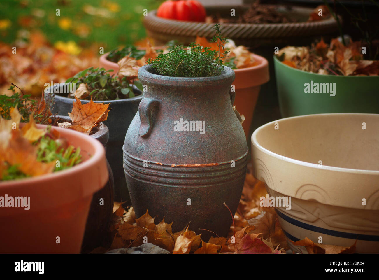 Töpfe aus geernteten Kräutern umgeben von Herbstlaub Stockfoto