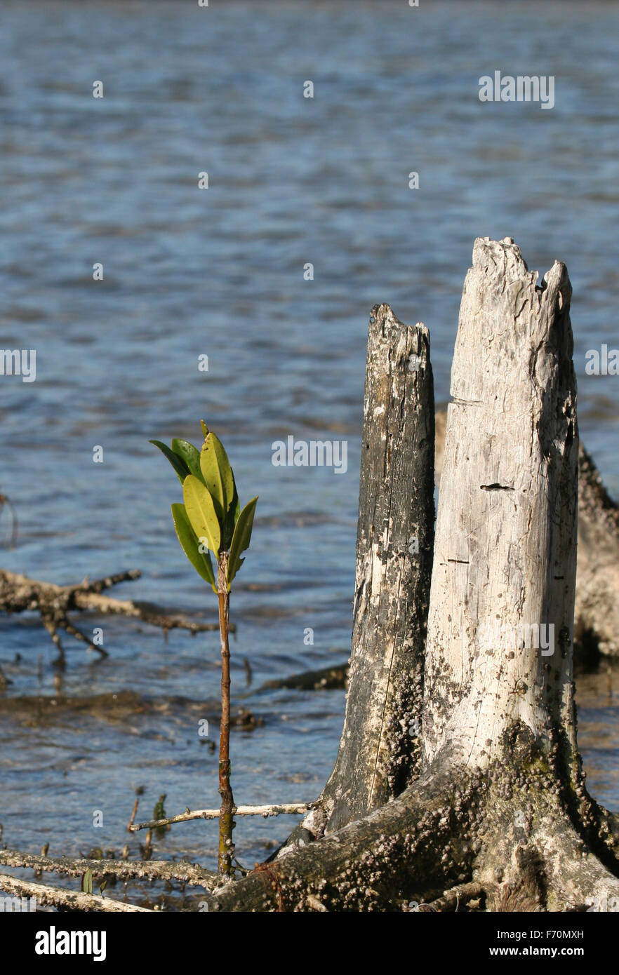 Toten Baumstumpf und junge Mangrove Stockfoto