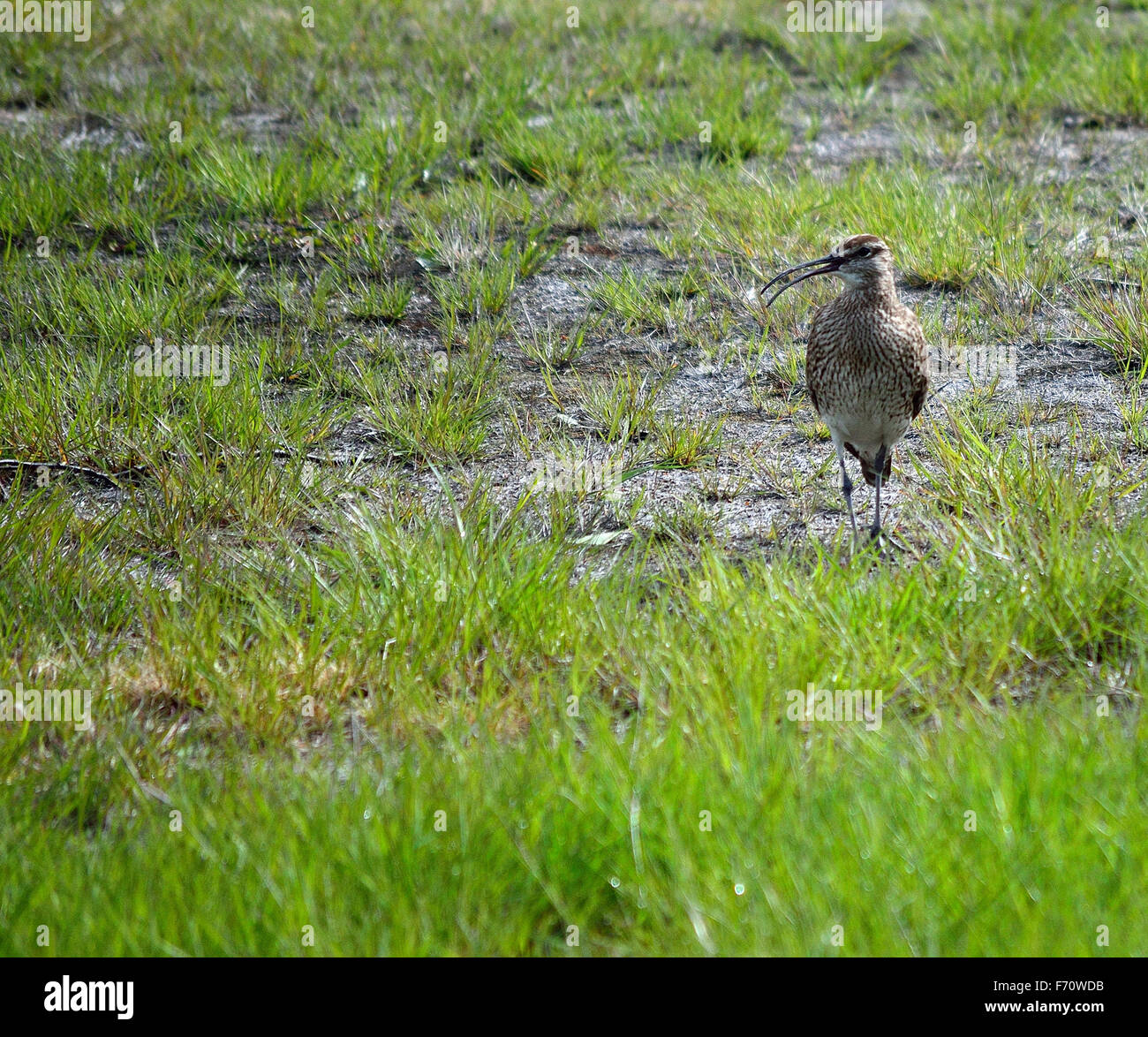 Eurasische Brachvogel Vogelbeobachtung ihre Jünglinge aus der Ferne Stockfoto