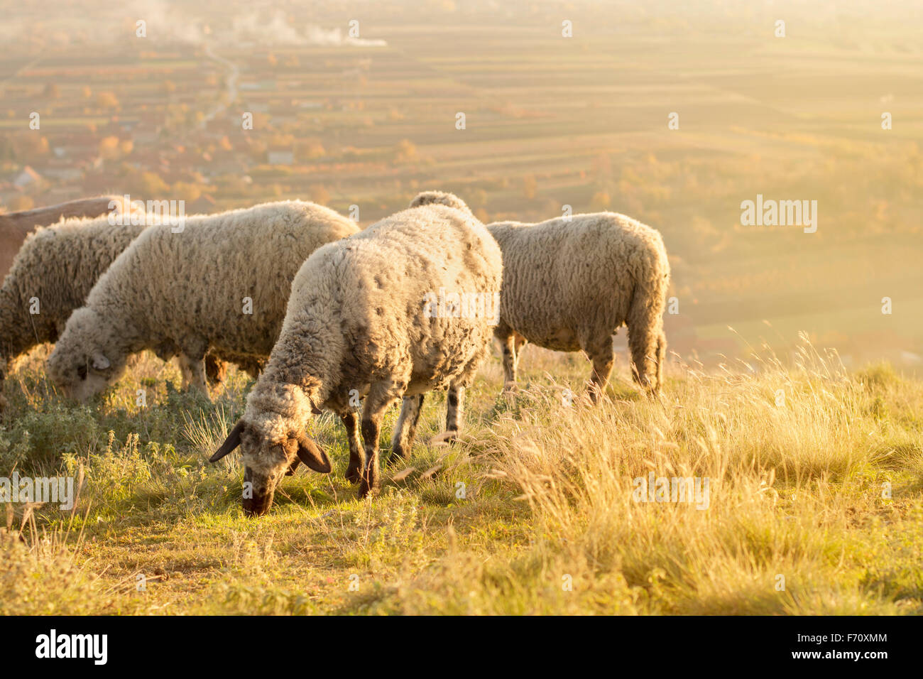 Gruppe von Schafbeweidung Rasen auf einem schönen sonnigen Feld Stockfoto