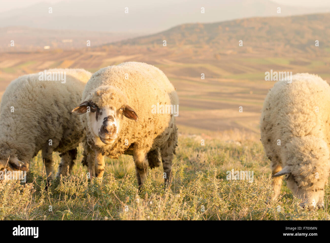 Gruppe von Schafbeweidung Rasen auf einem schönen sonnigen Feld Stockfoto