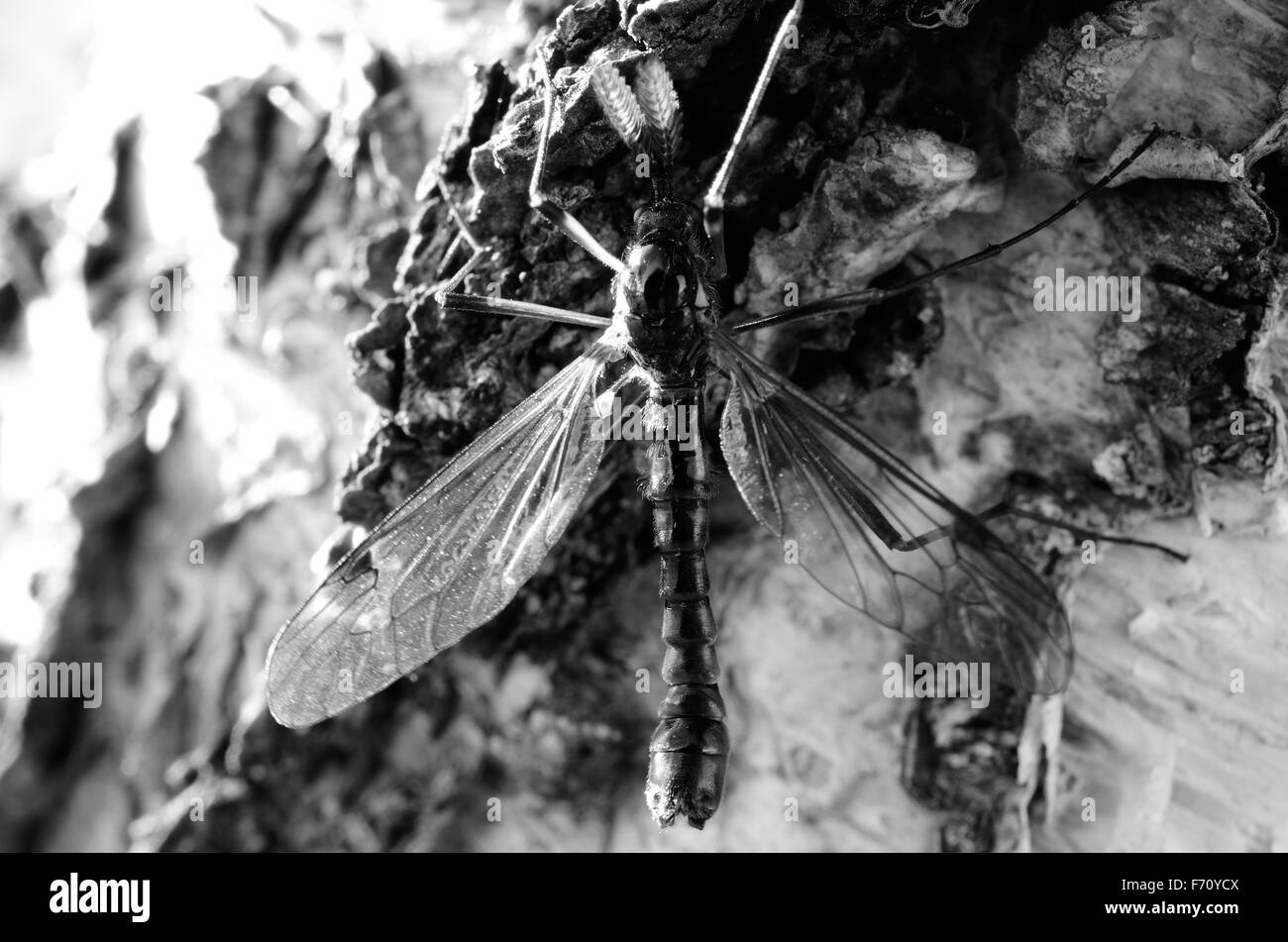 Odonata echte Libelle im Sommersonne auf Birke Baum Makrofoto Stockfoto