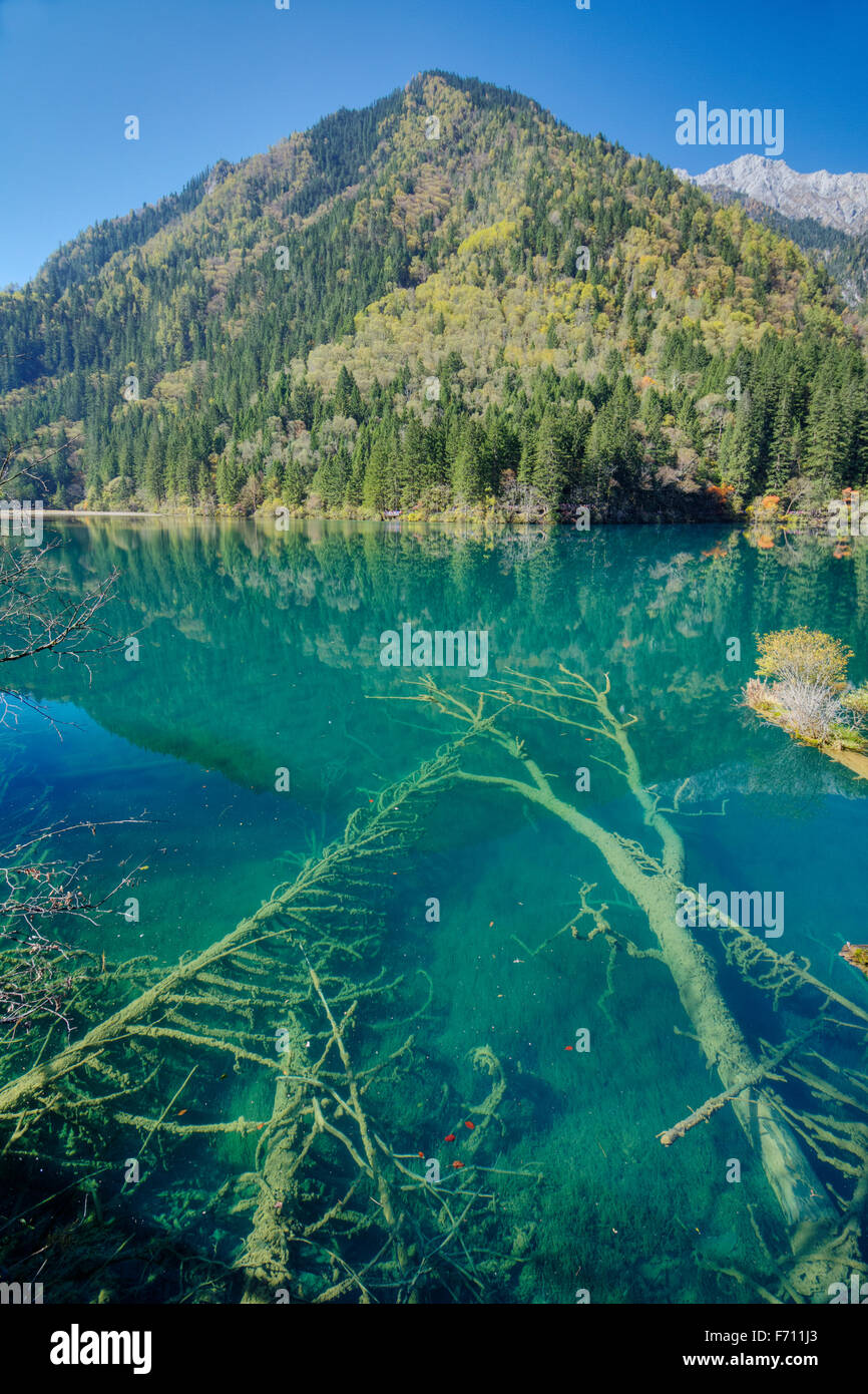 Bambus Arrow Lake Jiuzhaigou Nationalpark Sichuan, China LA007850 Stockfoto