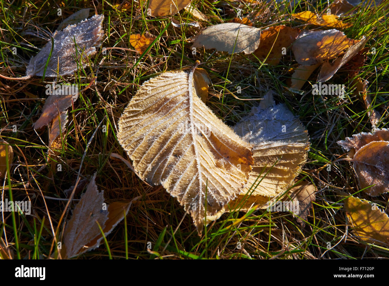 frostigen Laub auf Boden Stockfoto