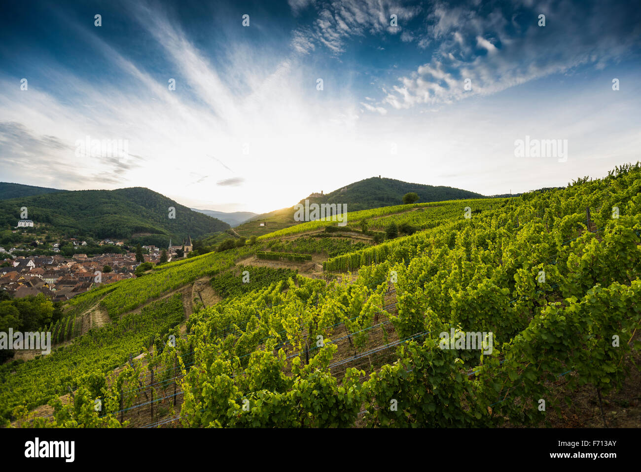 Dorf mit Burgruine in den Weinbergen, Ribeauvillé, Haut-Rhin, Elsass, Frankreich Stockfoto