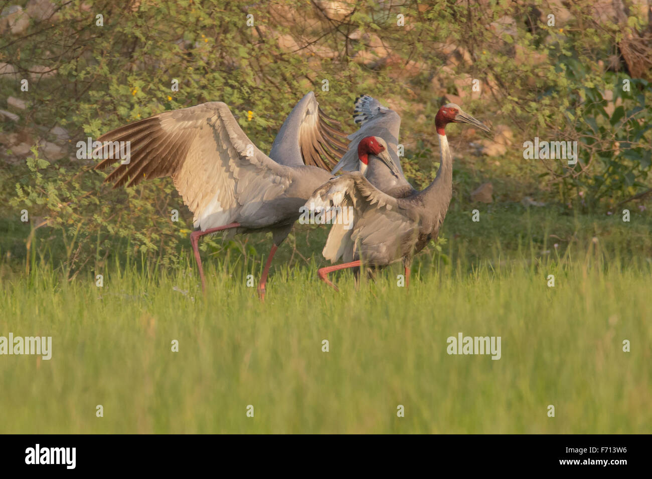 Stilicho Kraniche (Grus Antigone) kämpfen bei Thol Vogelschutzgebiet, Gujarat, Indien Stockfoto