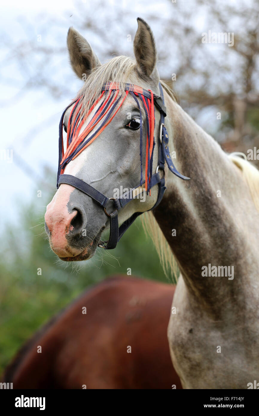 Porträt einer grauen farbigen Araberhengst ländliche Szene Stockfoto