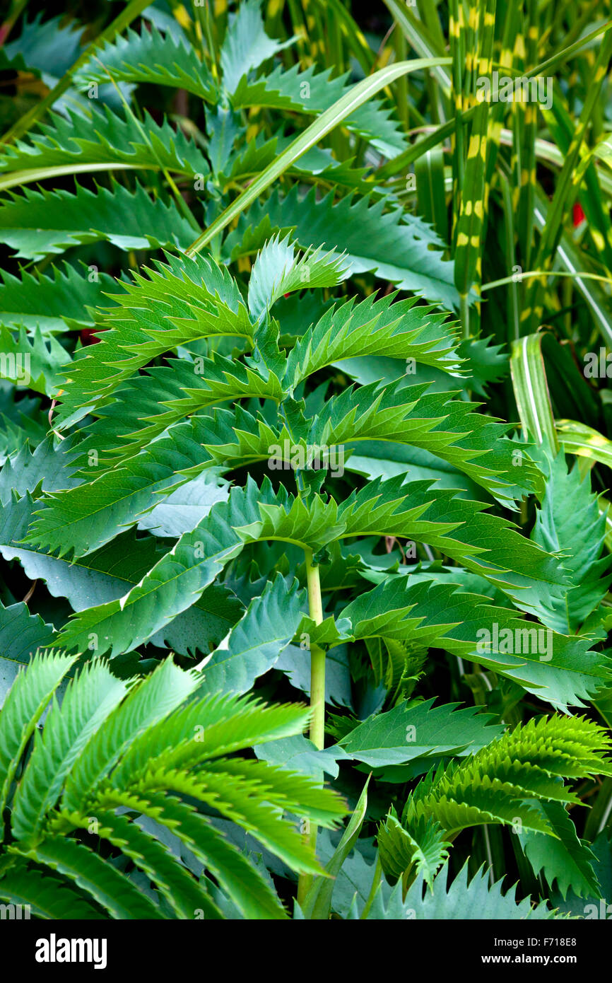 Nahaufnahme der gezackten Blätter an einer Pflanze im Sommer Stockfoto