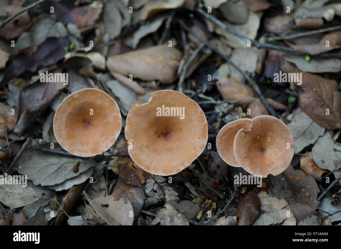 Wild mushroom, gemeinsame Trichter, Infundibulicybe Gibba, Clitocybe Gibba, im Wald. Spanien. Stockfoto