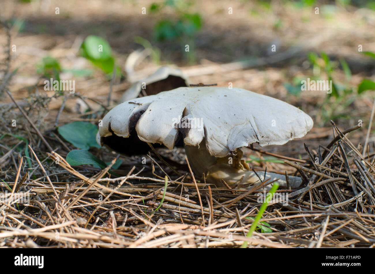 Wilde Pilze, Agaricus Campestris in Pinienwald, Spanien Stockfoto