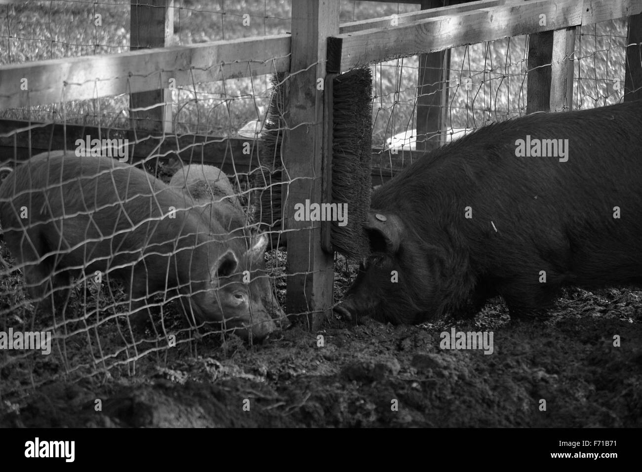 Gebunden durch einen Zaun (Schwarzweiß) Stockfoto