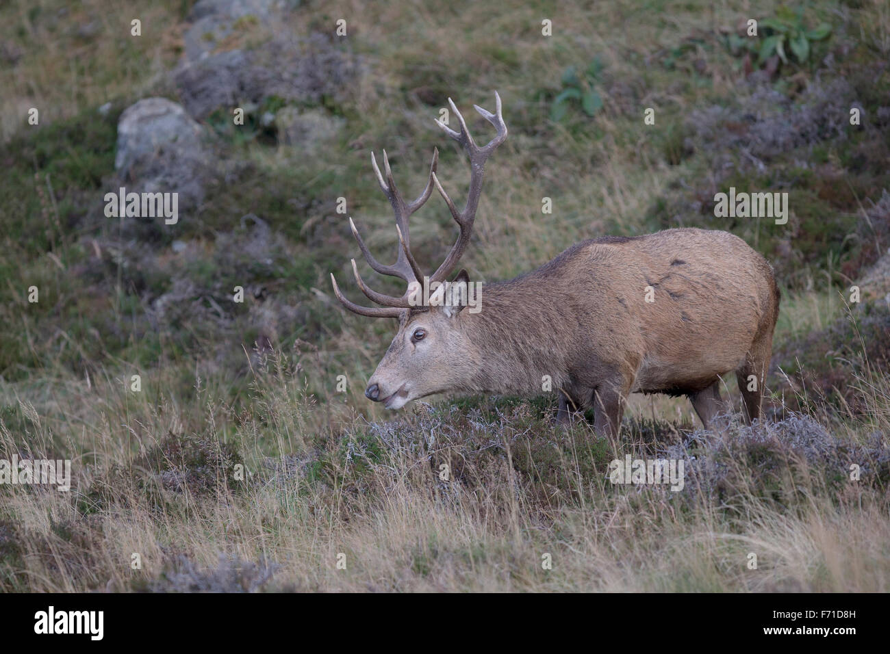 Rotwild-Hirsch im Cairngorms Stockfoto