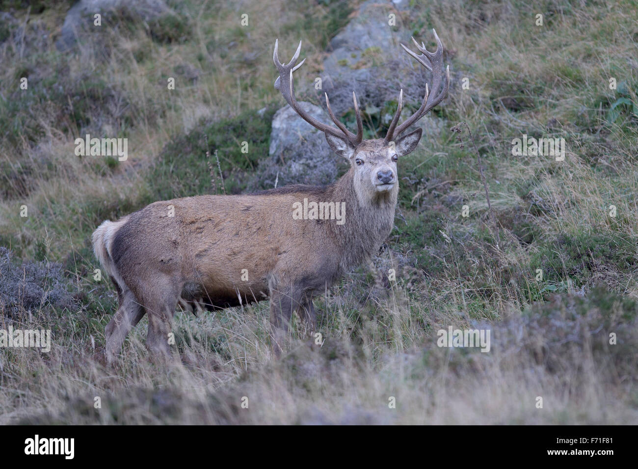 Rotwild-Hirsch im Cairngorms Stockfoto