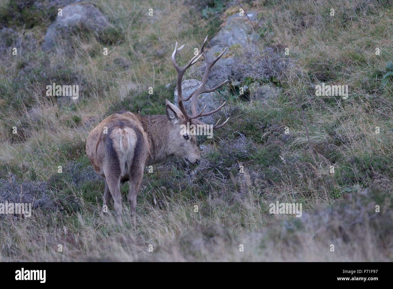 Rotwild-Hirsch im Cairngorms Stockfoto