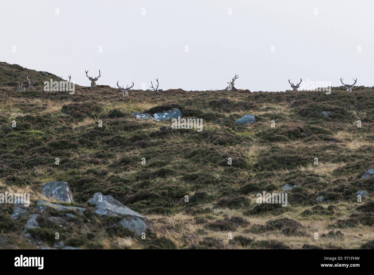 Rote Hirsche in den Cairngorms Stockfoto