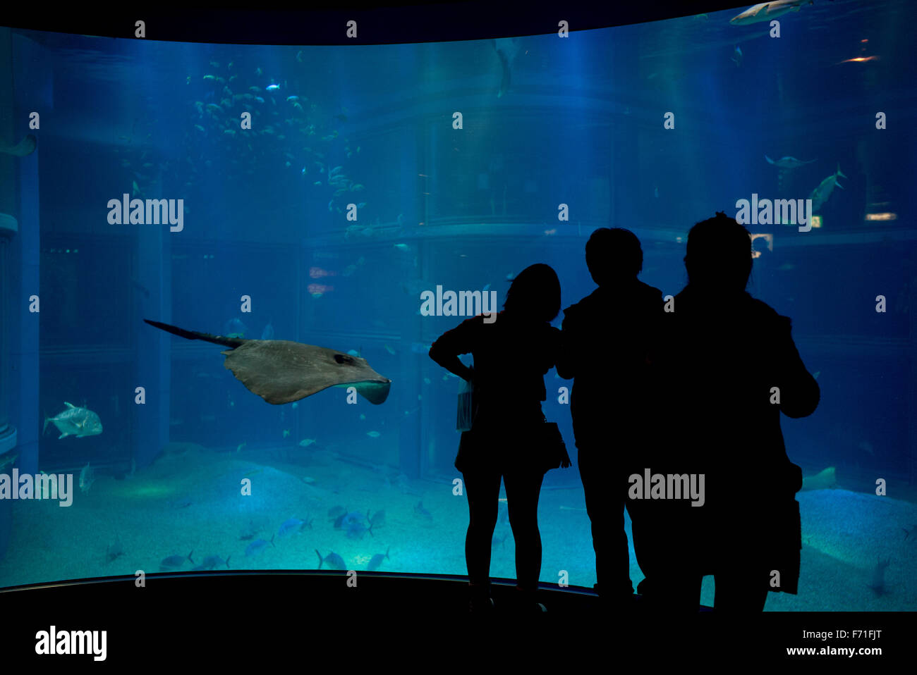 Osaka Aquarium, Japan. Stockfoto