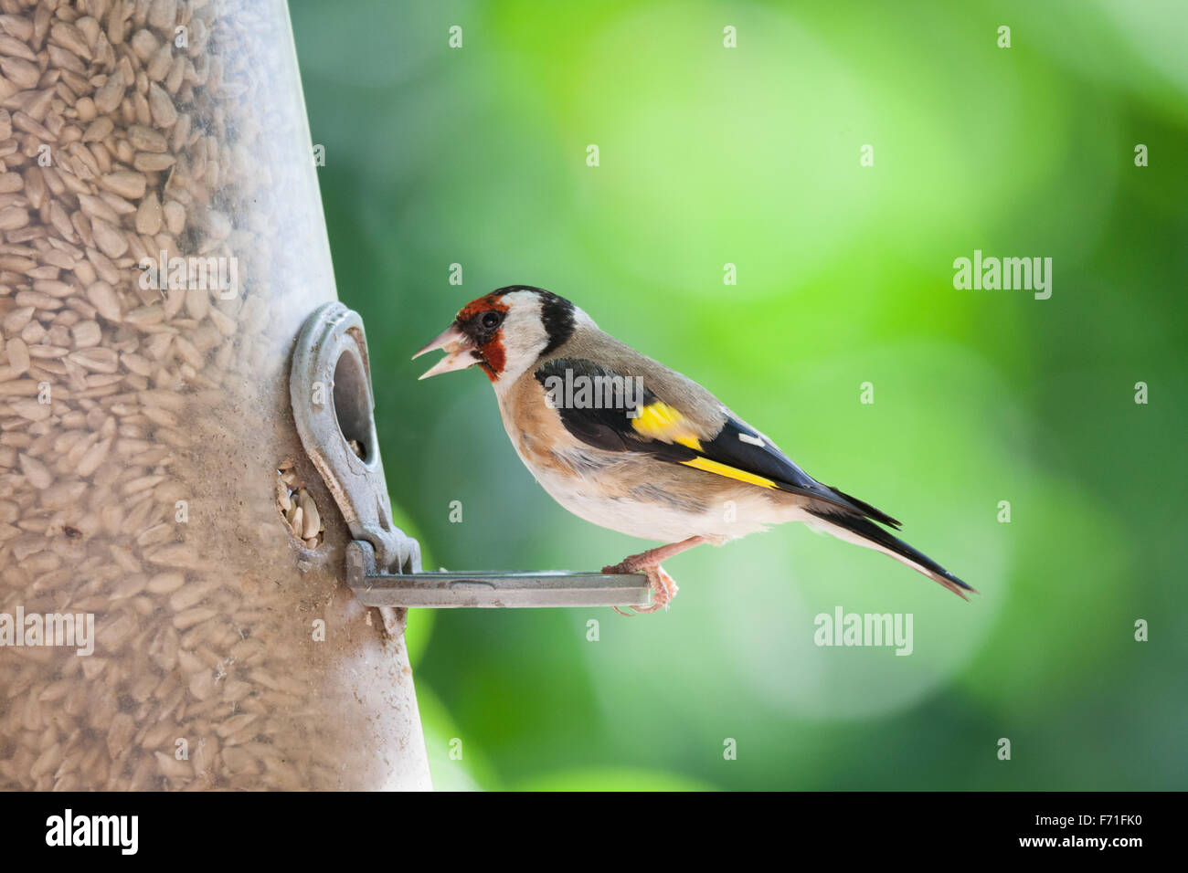 Gold Fink auf ein Futterhäuschen für Vögel Stockfoto