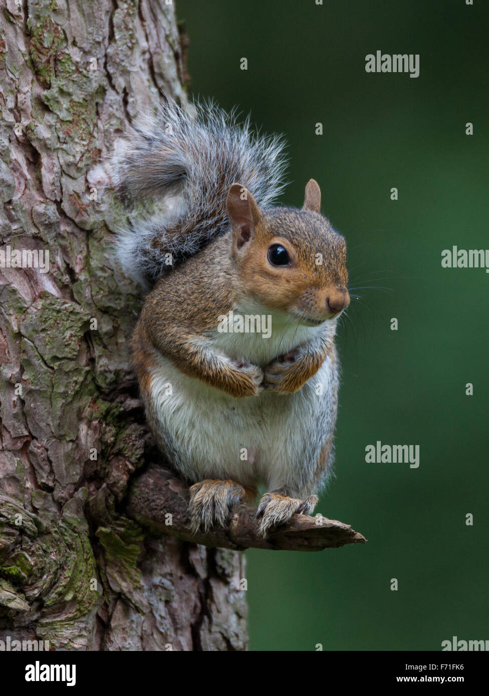 Eichhörnchen im Baum Stockfoto
