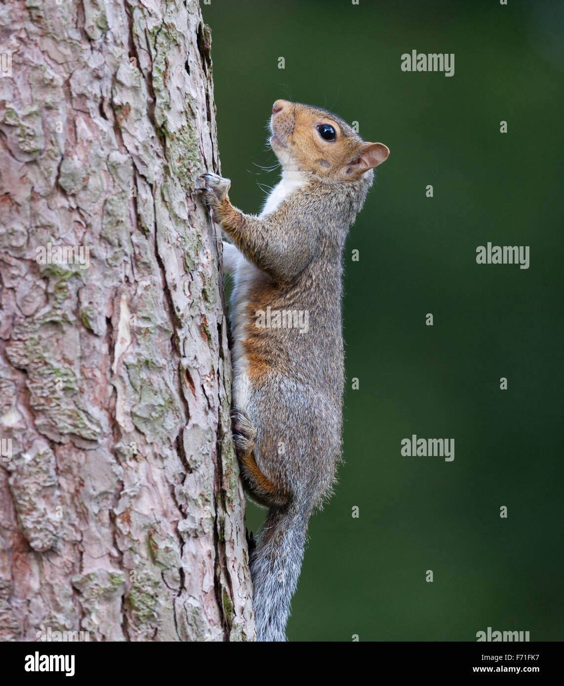 Eichhörnchen im Baum Stockfoto