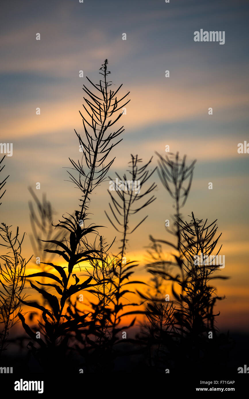 Rosebay Weidenröschen Samenköpfe Silhouette gegen Sonnenuntergang Himmel. Stockfoto