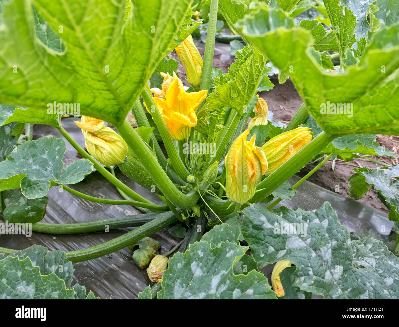 Zucchini-Pflanze, weibliche & männliche Blüten. Stockfoto