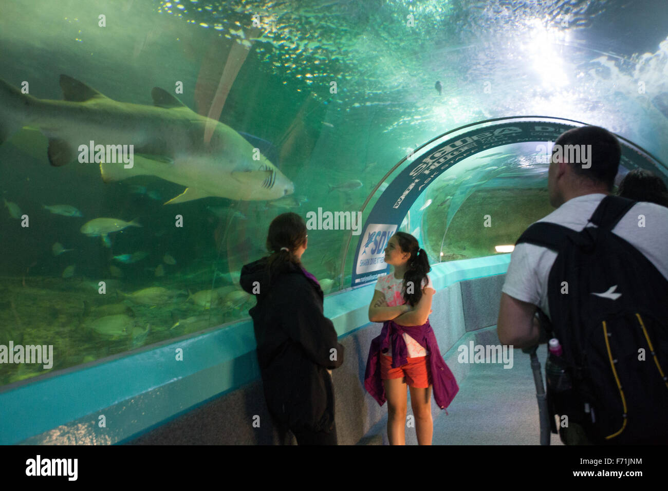 Mädchen beobachten Hai schwimmen Stockfoto