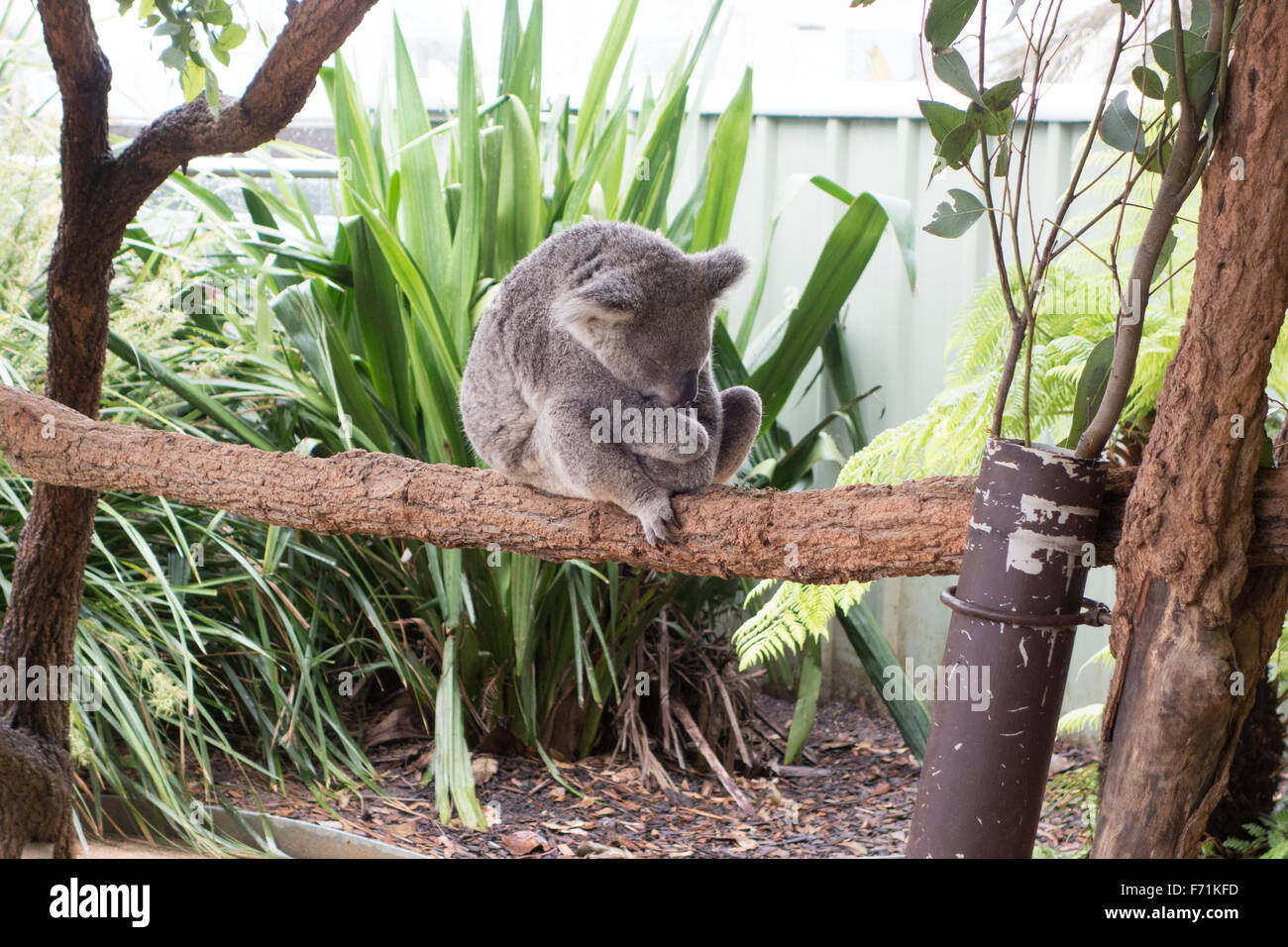 Koalabär schlafen Baum Stockfoto