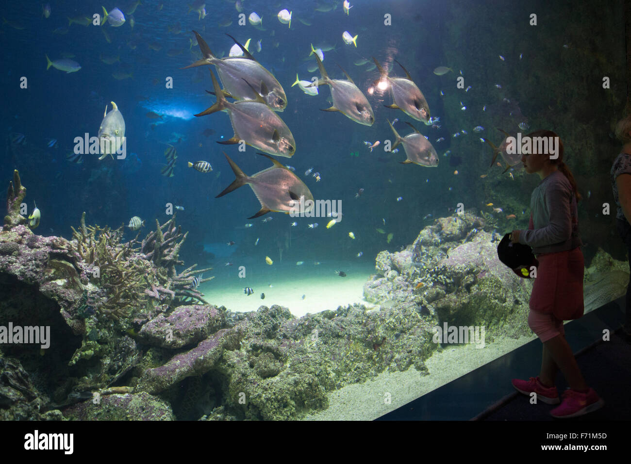junges Mädchen große Aquarium Stockfoto