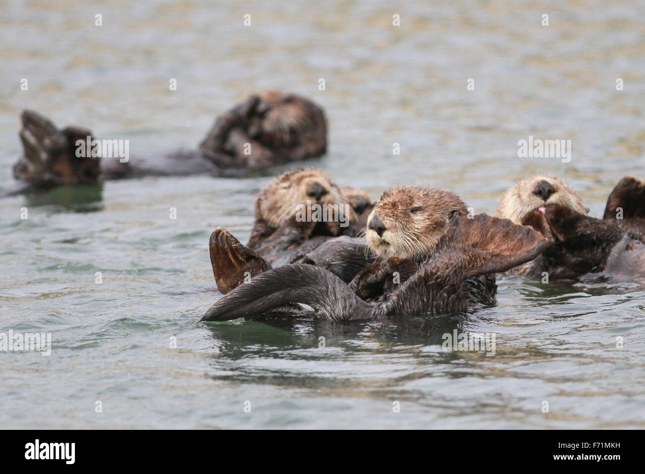 Sea Otter - Elkhorn Slough, Moss Landing, Kalifornien Stockfoto