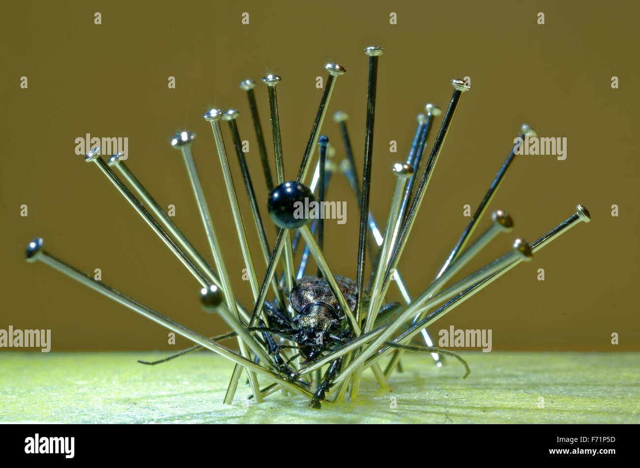 Vorbereitung eines Käfers Carabus naturwissenschaftliche Sammlung. Stockfoto