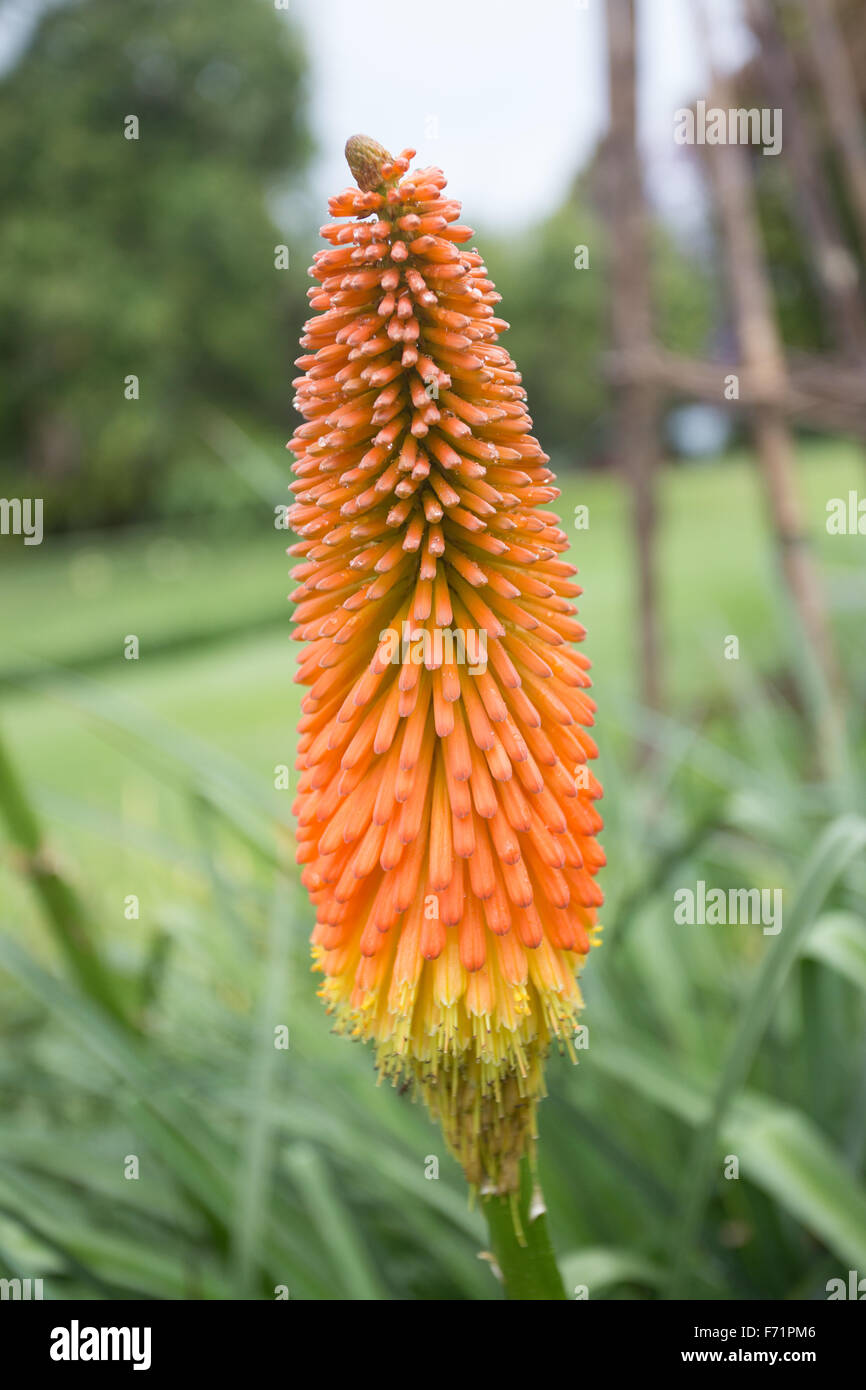 exotische Pflanze Blume Sydney Stockfoto