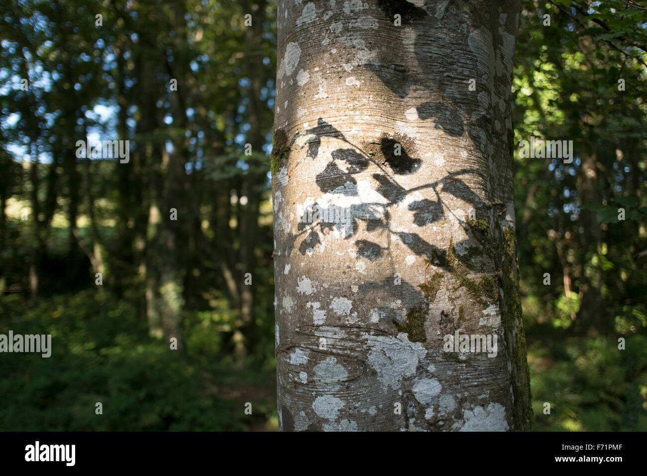 Schatten der Blätter auf einem Flechten bedeckten Baumstamm in Tehidy Wäldern, Cornwall Stockfoto