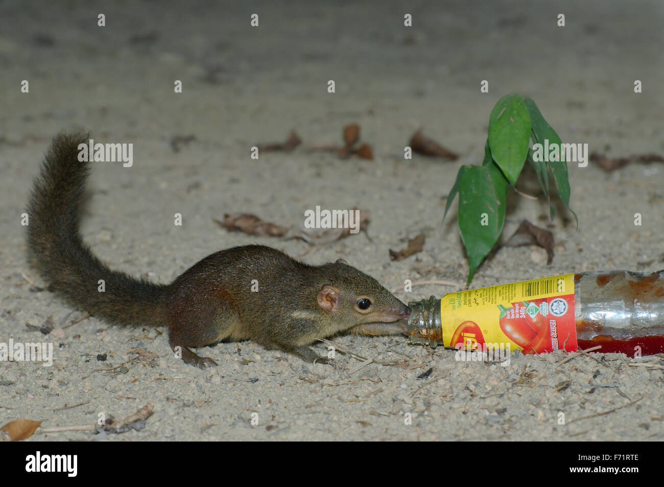 Asiatische rote Wangen Eichhörnchen (Dremomys Rufigenis) Essen Würzsauce Cilli Maggii Perhentian Island, Malaysia Stockfoto